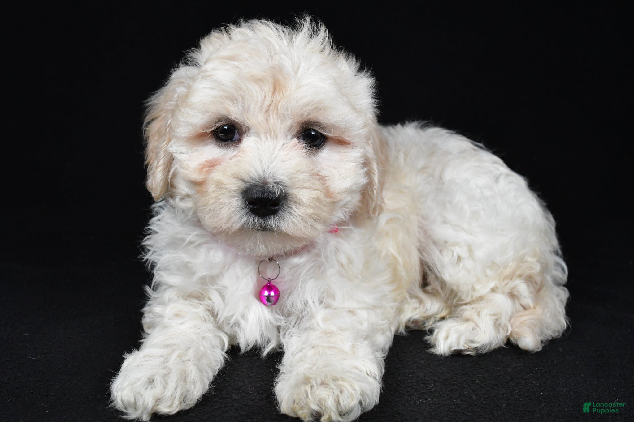 Maltipoo dogs Trixie - Ad 2