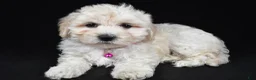 Maltipoo dogs for sale: Trixie - Ad 2