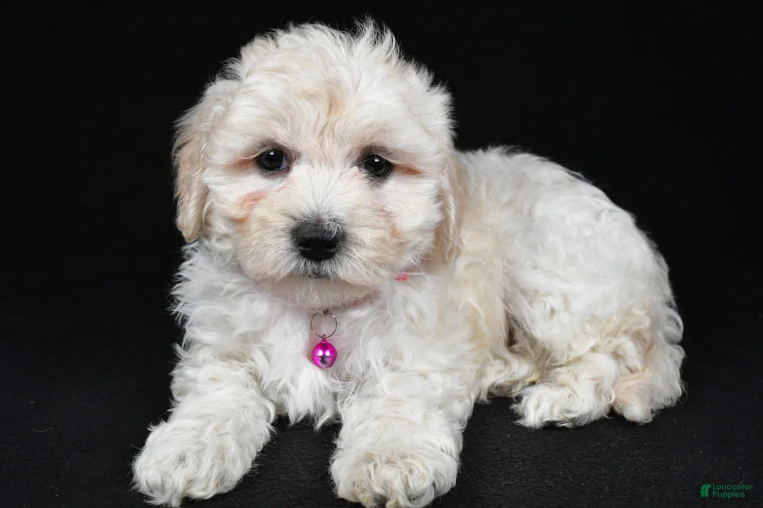 Maltipoo dogs for sale: Trixie - Ad 2