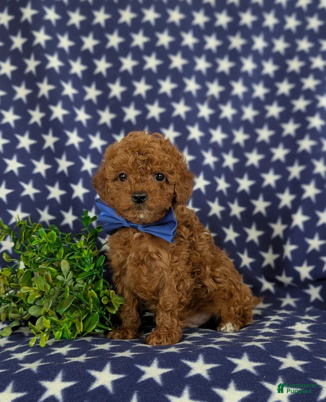 Cavapoo dogs for sale: Ewing 9 lbs Full Grown - Ad 3