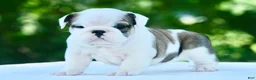 English Bulldog dogs for sale: Lily - Ad 5