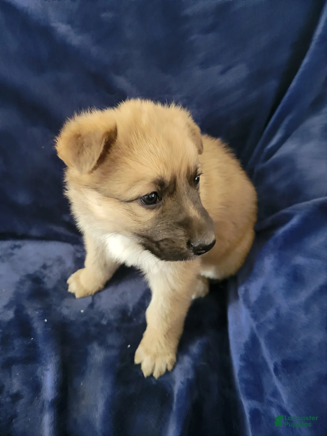 German Shepherd dogs for sale: German Shepherd Puppy 4 - Ad 1