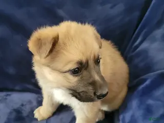 German Shepherd dogs German Shepherd Puppy 4 - Ad 31