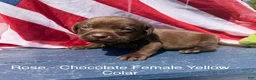 Labrador Retriever dogs for sale: Labrador Retriever Female 1 - Ad 1