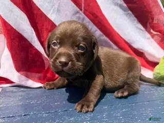 Labrador Retriever dogs Labrador Retriever Female 1 - Ad 11