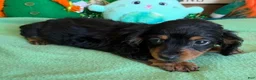 Miniature Dachshund dogs for sale: ricky - Ad 2
