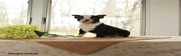 Boston Terrier dogs for sale: Hero - Ad 2