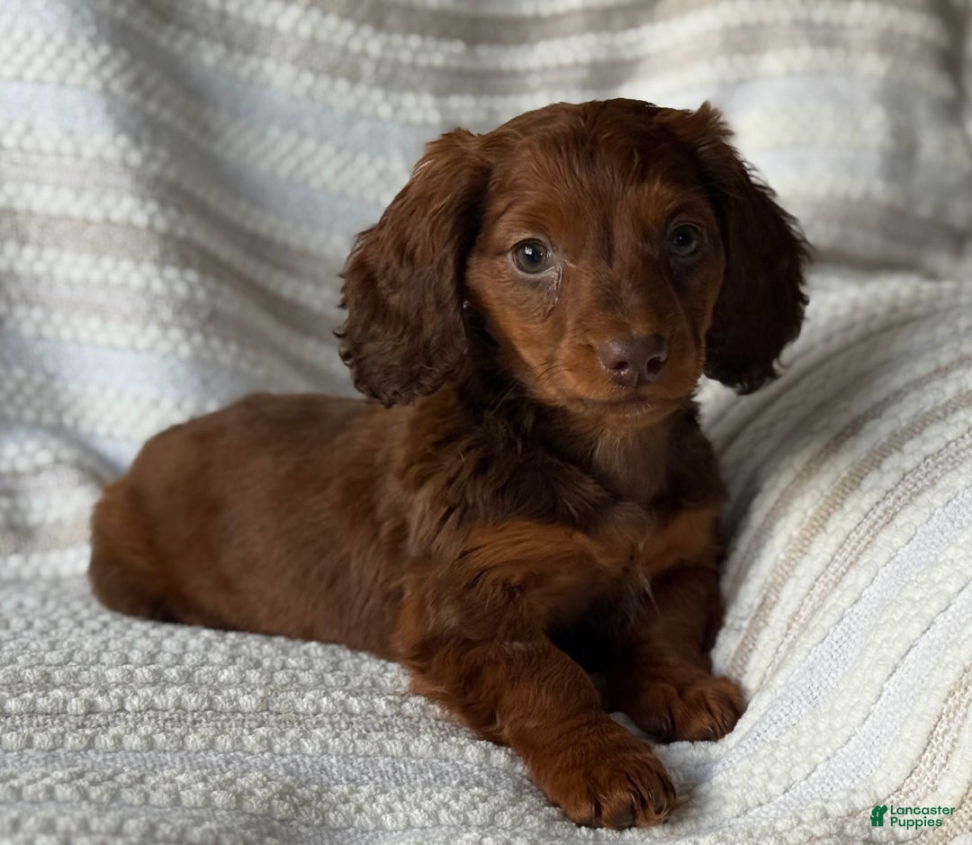 Miniature Dachshund dogs for sale: Snowflake  - Ad 2