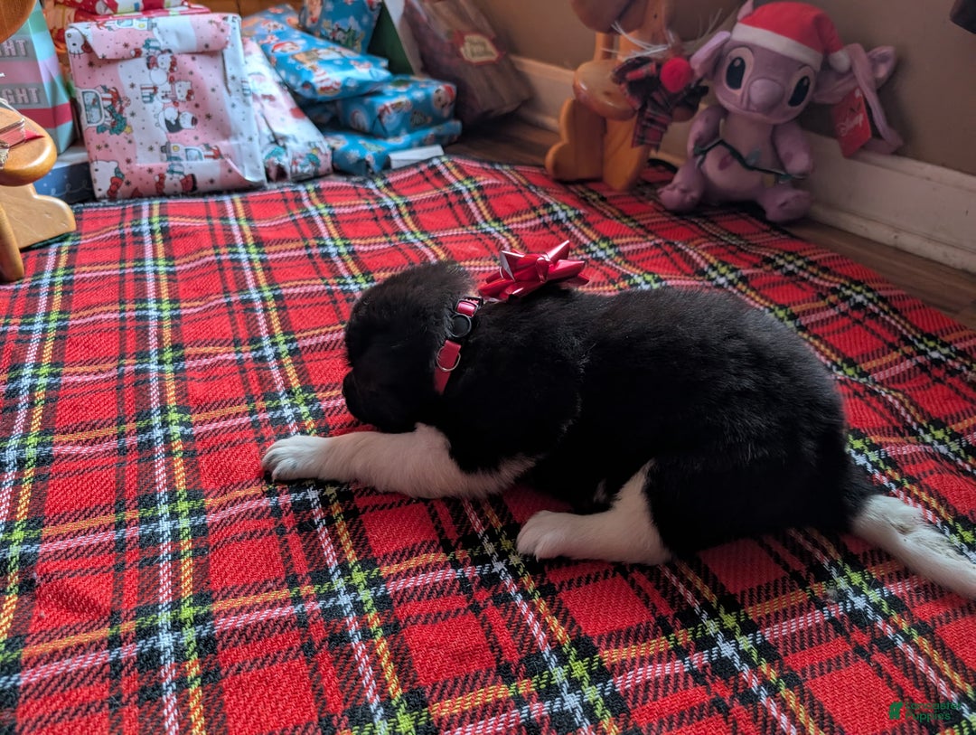 Akita dogs for sale: Akita Puppy 3 - Ad 2