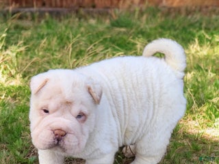 Shar Pei dogs Blizzard mini - Ad 16