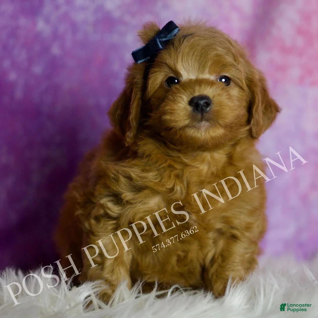 Mini Goldendoodle dogs for sale: Bear - Ad 2
