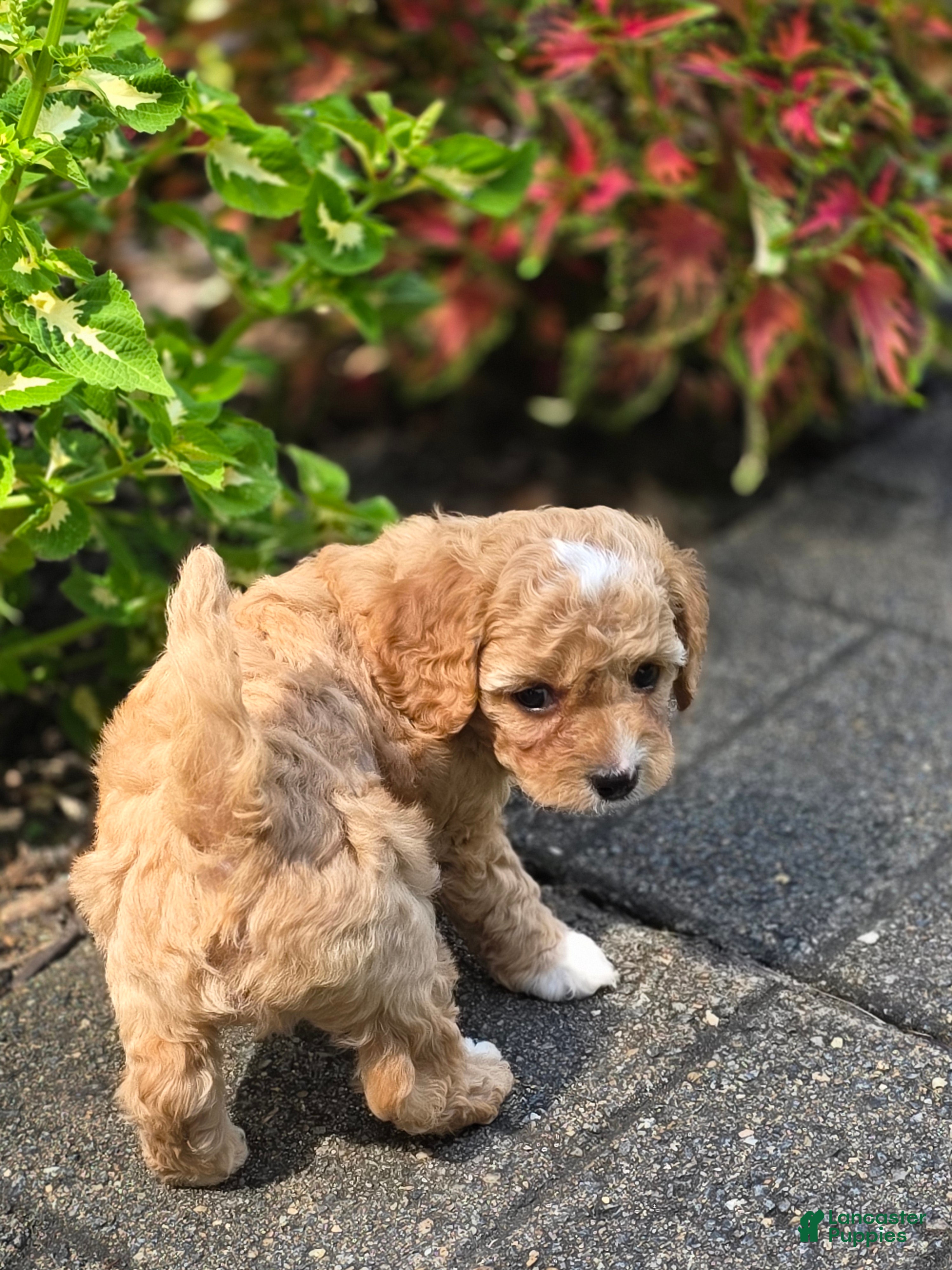 Cavapoo dogs Aspen - Ad 2