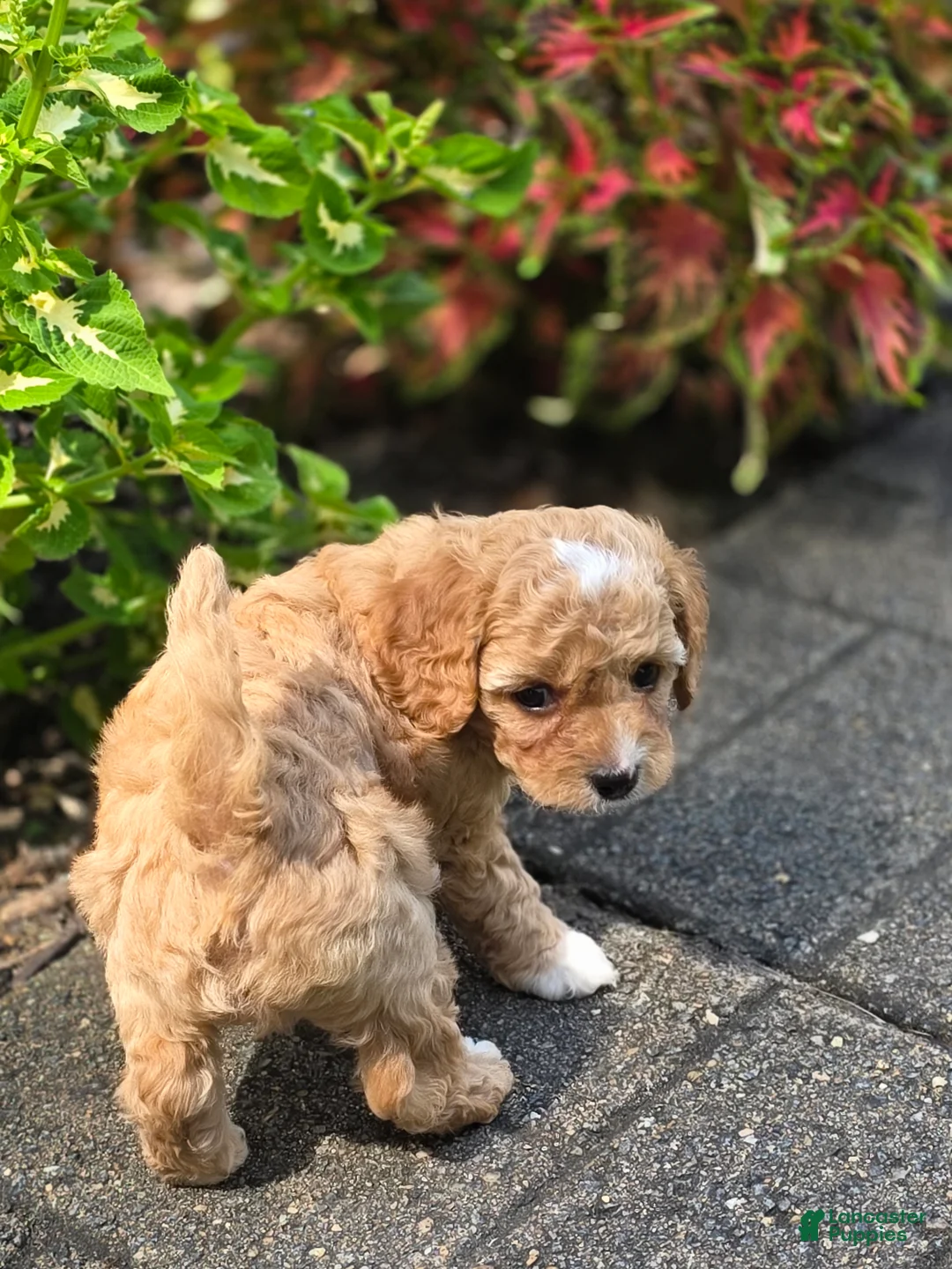 Cavapoo dogs for sale: Aspen - Ad 2