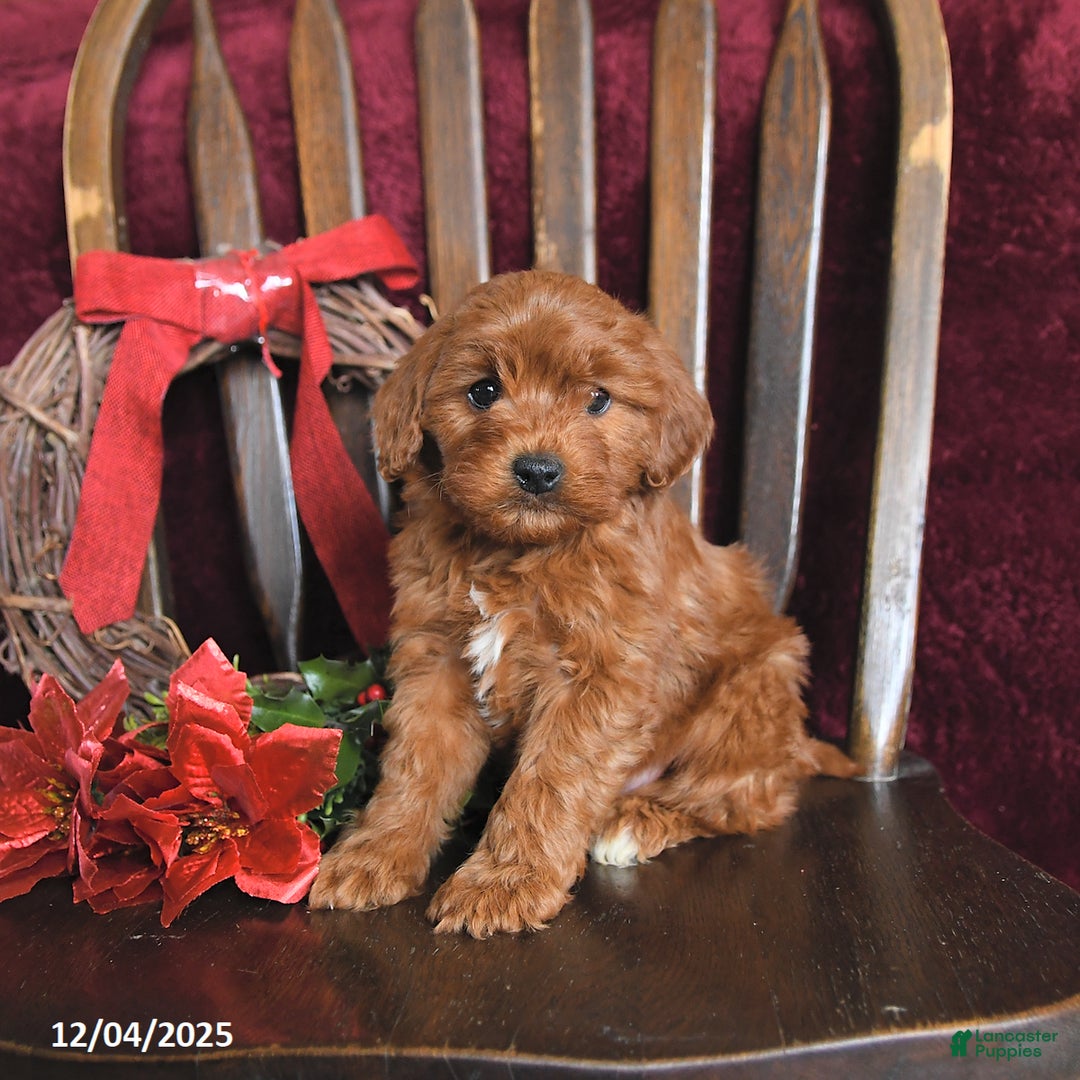 Cavapoo dogs for sale: Mervin - Ad 1