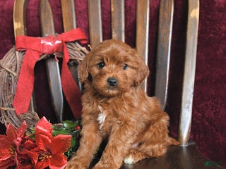 Cavapoo dogs Mervin - Ad 40