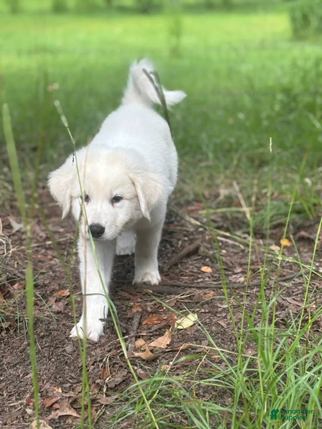 Great Pyrenees dogs for sale: EROS - Ad 2