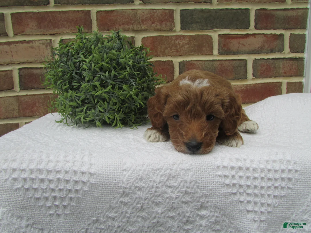 Mini Goldendoodle dogs for sale: Socks - Ad 2