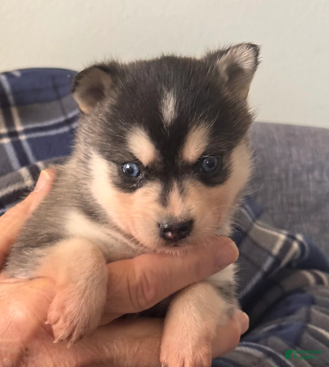Alaskan Klee Kai dogs for sale: Katie - Ad 2