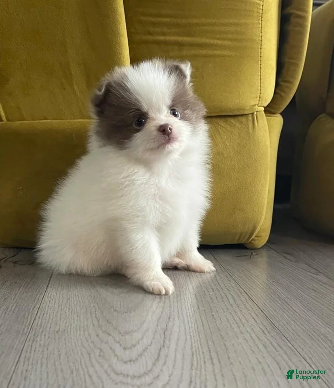 Pomeranian dogs for sale: Sally - Ad 1