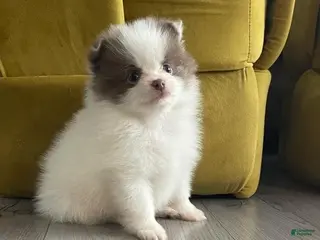 Pomeranian dogs Sally - Ad 8