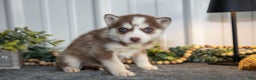 Siberian Husky dogs for sale: Tessa - Ad 3