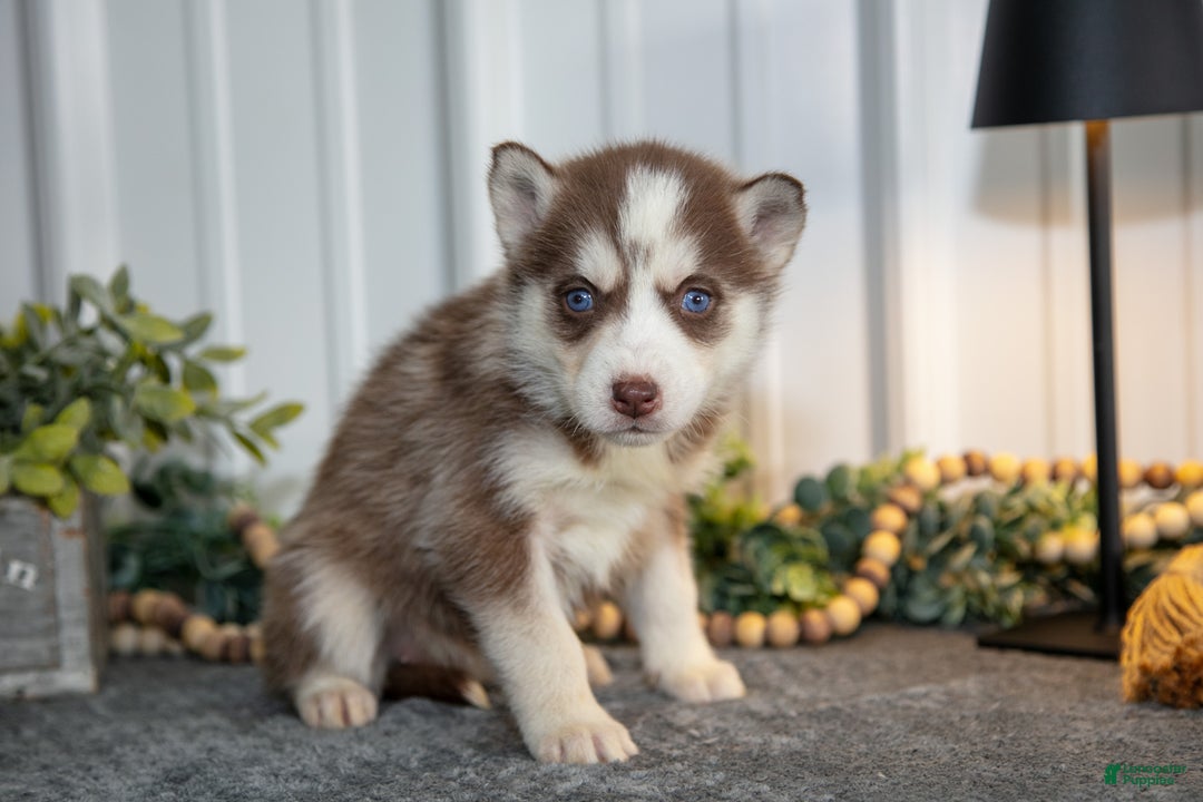 Siberian Husky dogs for sale: Tessa - Ad 3