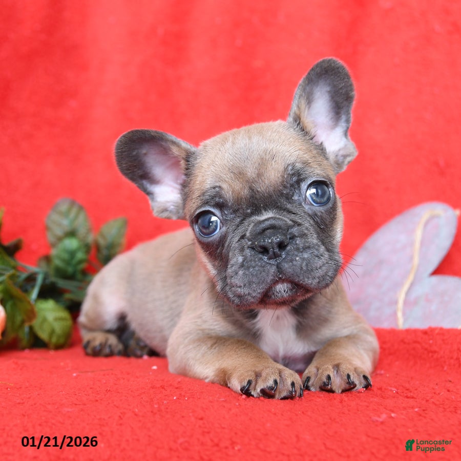 French Bulldog dogs Pierre - Ad 7