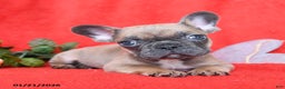French Bulldog dogs for sale: Pierre - Ad 1