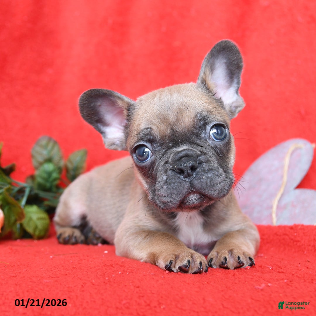 French Bulldog dogs for sale: Pierre - Ad 1