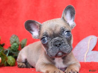 French Bulldog dogs Pierre - Ad 7