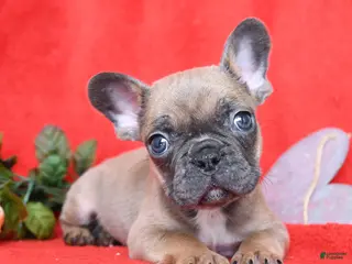 French Bulldog dogs Pierre - Ad 39