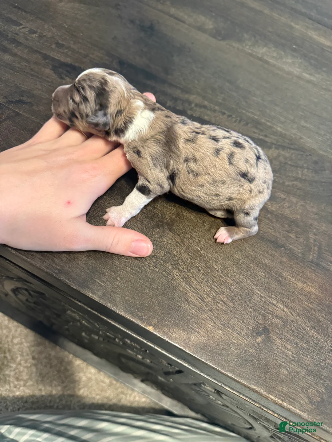 Aussiedoodle dogs for sale: Hoss - Ad 2
