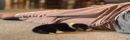 Welsh Corgi Pembroke dogs for sale: Violet - Ad 4