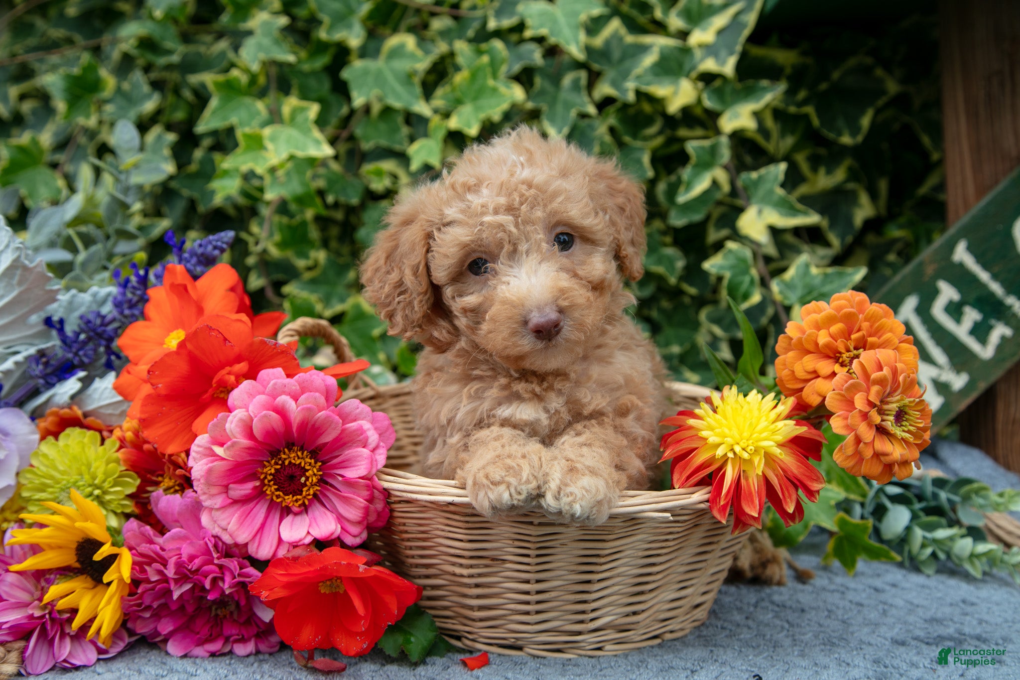 Miniature Poodle dogs Brownie - Ad 16