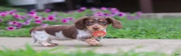 Miniature Dachshund dogs for sale: Chloe - Ad 6