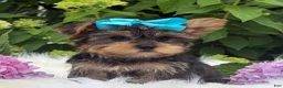 Yorkshire Terrier dogs for sale: Minx - Ad 13