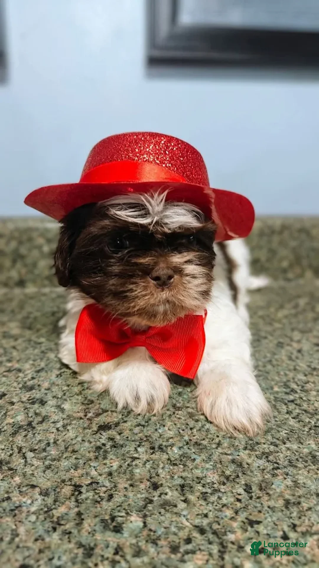 Shih Tzu dogs for sale: Shih Tzu Puppy 1 - Ad 1