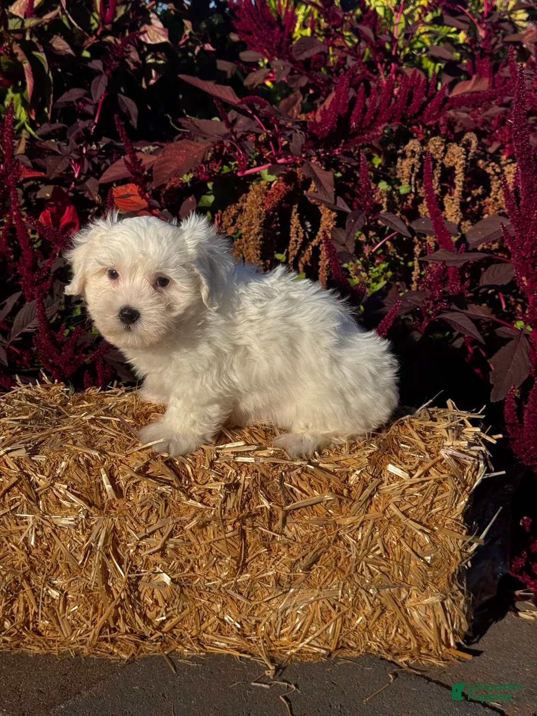 Coton De Tulear dogs for sale: Chippy  - Ad 2