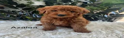 Mini Goldendoodle dogs for sale: Azalea - Ad 1