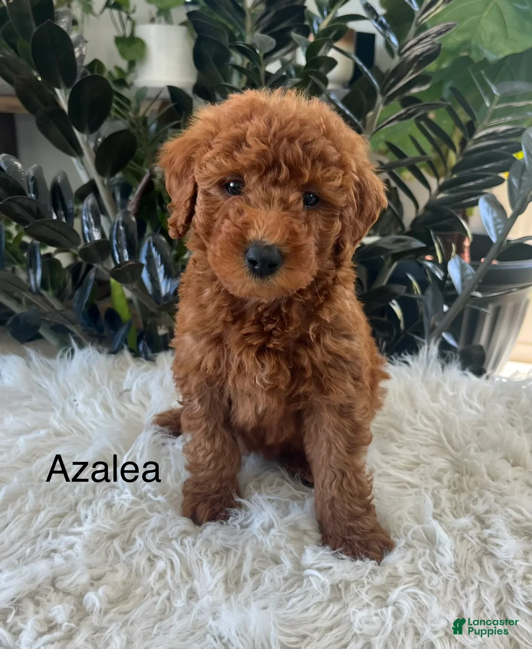 Mini Goldendoodle dogs for sale: Azalea - Ad 1