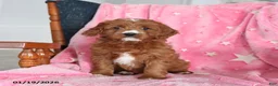 Cavapoo dogs for sale: Ivy - Ad 1