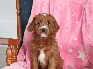 Cavapoo dogs Ivy - Ad 37