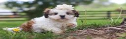 Shih Tzu dogs for sale: Clover - Ad 4