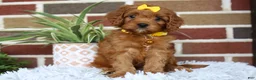 Cavapoo dogs for sale: Skye - Ad 14
