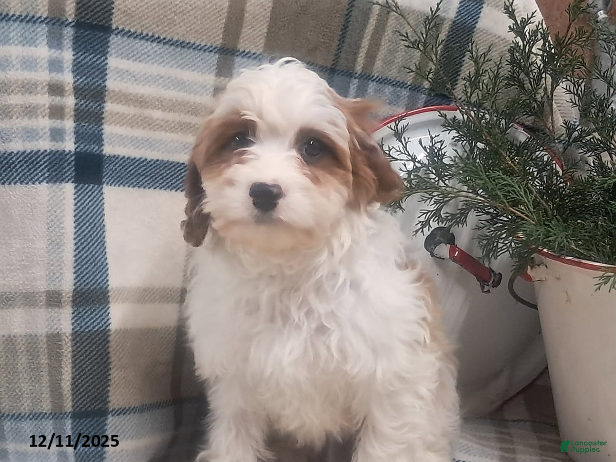 Cavapoo dogs Bailey - Ad 1