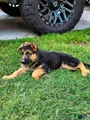 German Shepherd Puppy 1