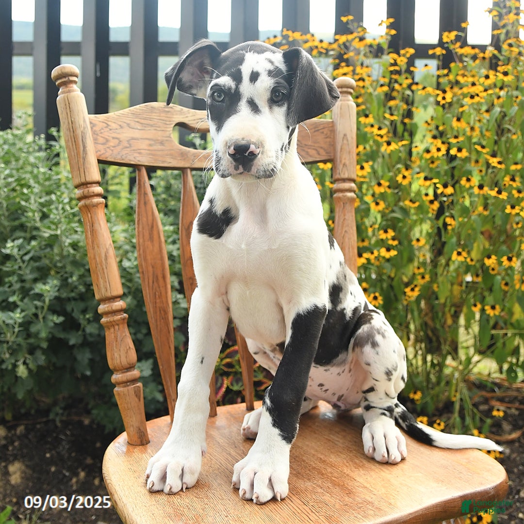 Dog Adoption Great Dane Plush Toy Douglas Cuddle Toys MAJOR GREAT