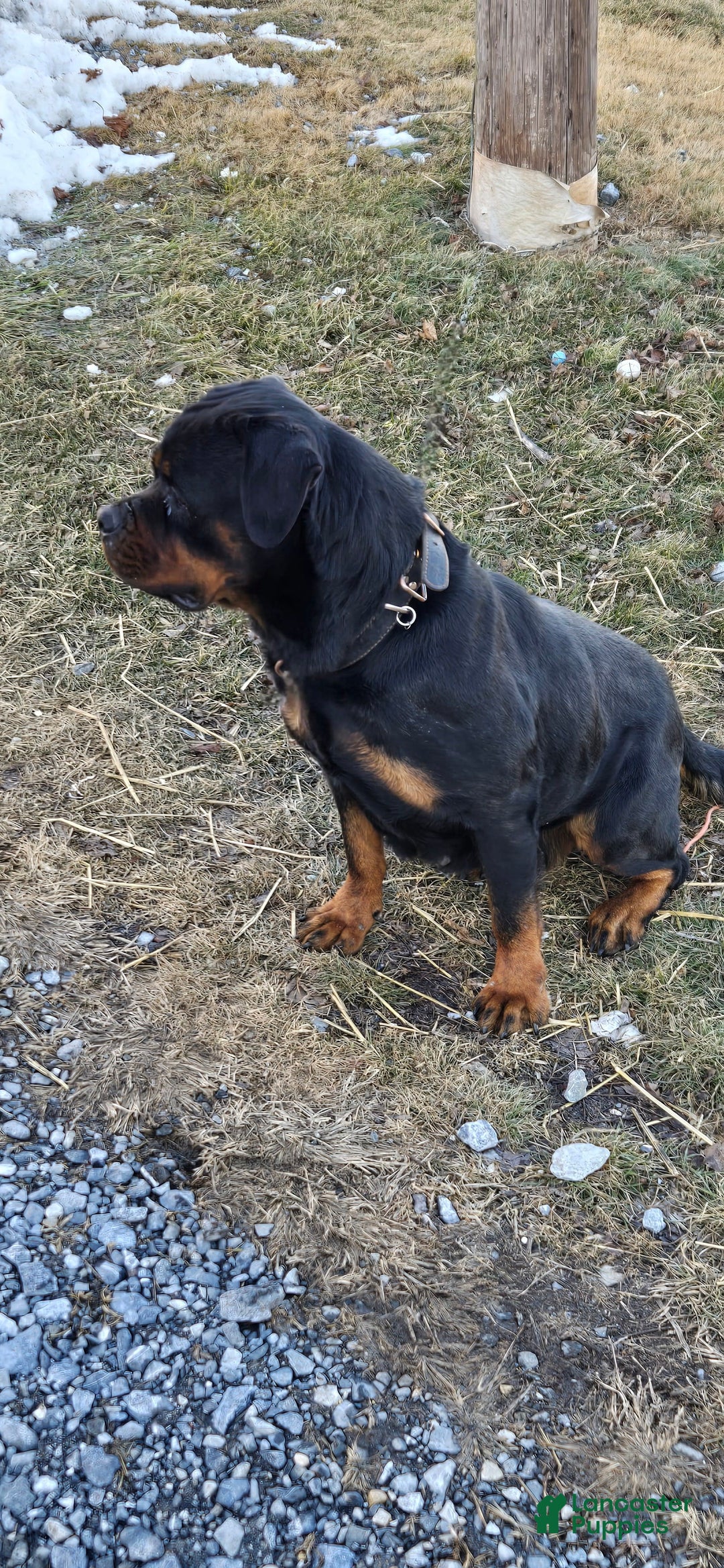 Rottweiler dogs for sale: Oxanna - Ad 1