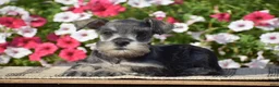 Miniature Schnauzer dogs for sale: Annie - Mini - Ad 5