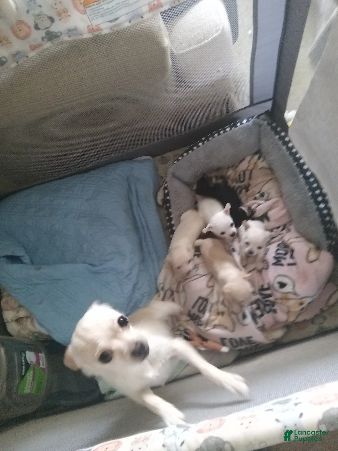 Chihuahua dogs for sale: Chihuahua Puppy 2 - Ad 2